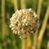 Lofty Onion Landrace